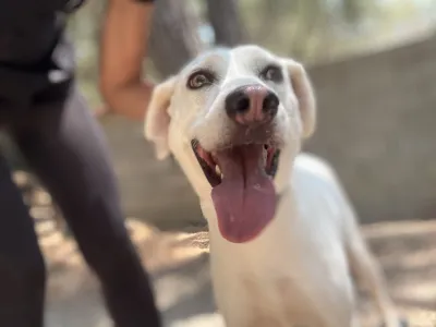 Hund Axi adoptieren