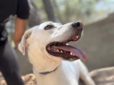 Hund Axi adoptieren