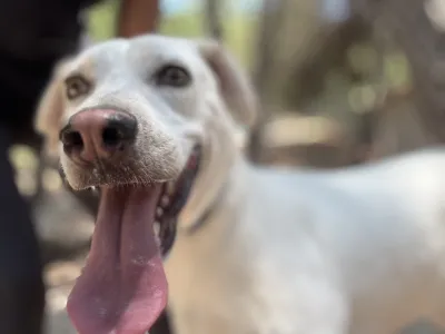 Hund Axi adoptieren