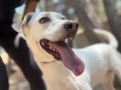 Hund Axi adoptieren