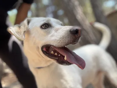 Hund Axi adoptieren