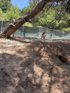 Hund Axi adoptieren