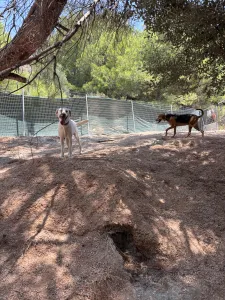 Hund Axi adoptieren