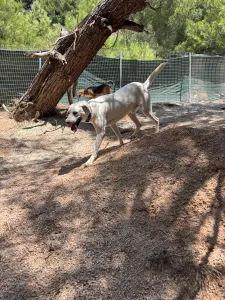Hund Axi adoptieren
