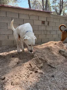 Hund Axi adoptieren