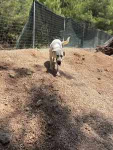 Hund Axi adoptieren