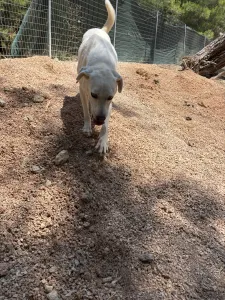 Hund Axi adoptieren