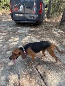 Υιοθεσία σκύλου Lara