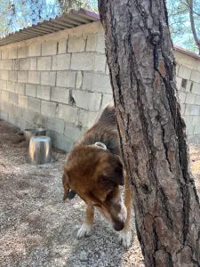 Adopt Foer
