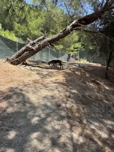 Υιοθεσία σκύλου Lara