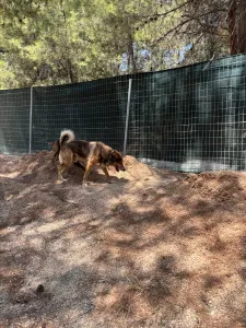Adopt Foer