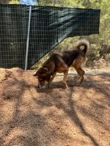 Adopt Foer