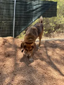 Adopt Foer