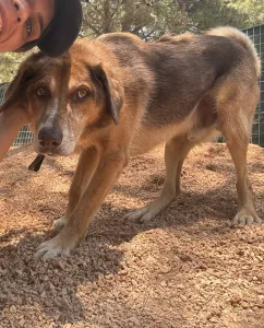 Adopt Foer