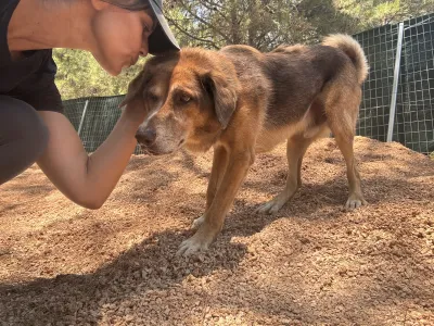 Adopt Foer
