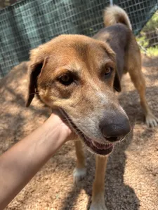 Adopt Foer