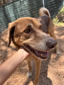 Adopt Foer
