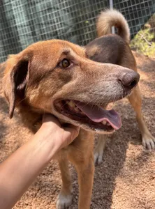 Adopt Foer