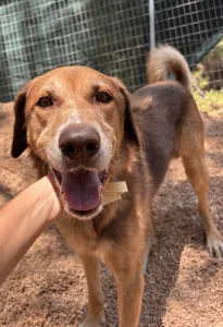 Adopt Foer