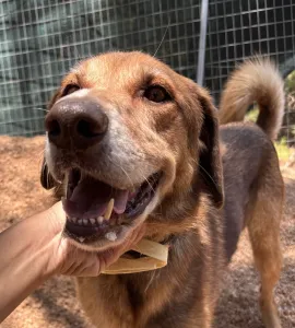 Adopt Foer
