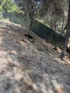 Υιοθεσία σκύλου Lara
