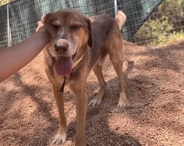 Adopt Foer