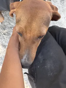 Adoptie hond Jeny