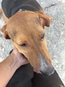 Adoptie hond Jeny
