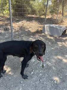 Adoption profile for Irida