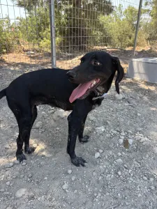 Adopt Irida