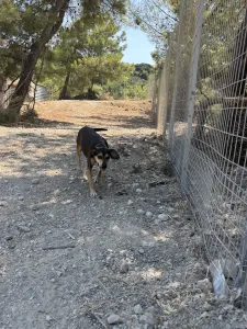Adopt Ken