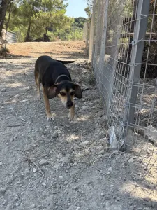 Adopt Ken