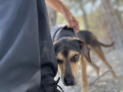 Adopt Ken