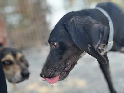 Adopt Ken