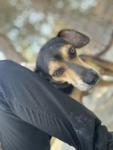 Adopt Irida
