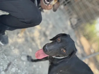 Adopt Ken