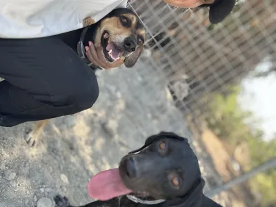 Adopt Ken