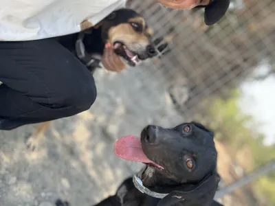 Adopt Irida