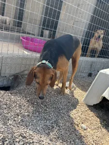 Adoptie hond Jeny