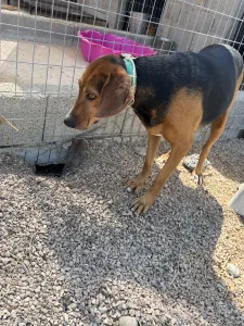 Adoptie hond Jeny