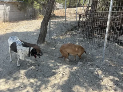 Adopt Carrot