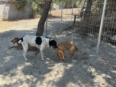 Υιοθεσία σκύλου Orfeas