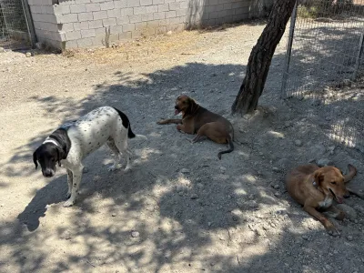Υιοθεσία σκύλου Orfeas