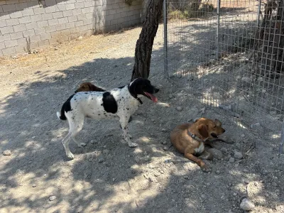 Υιοθεσία σκύλου Orfeas