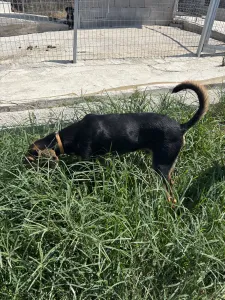 Hund Christos adoptieren