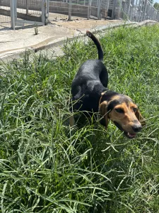 Hund Christos adoptieren
