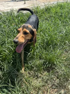Hund Christos adoptieren