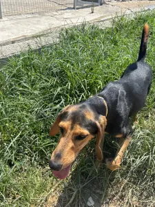 Hund Christos adoptieren