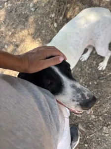 Adopt Gina