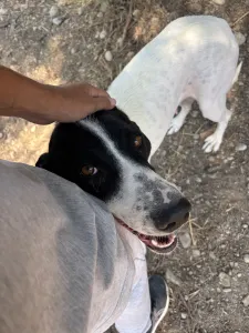 Adopt Gina